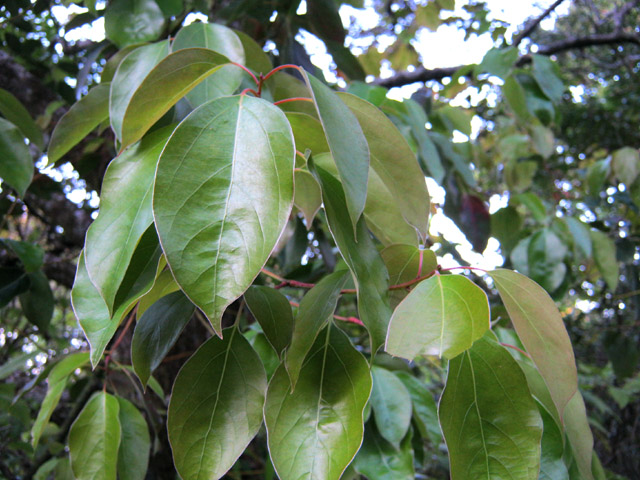 Une bonne odeur se dégage des feuilles de camphriers si on les froisse