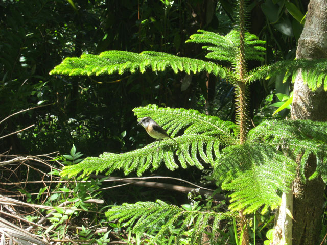 Un tec tec guettant un insecte sur une branche de jeune cryptomeria