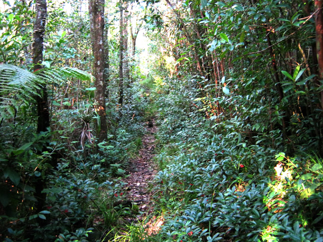 Le sentier, fermé, mais encore très correct en sous-bois