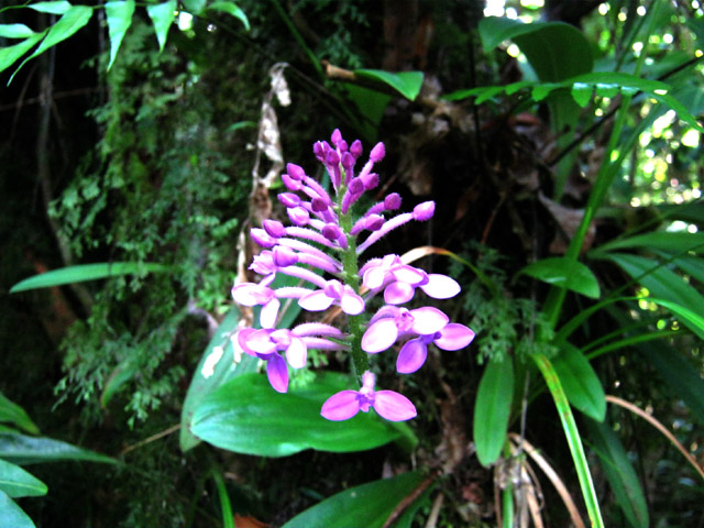 On rencontre partout de superbes orchidées