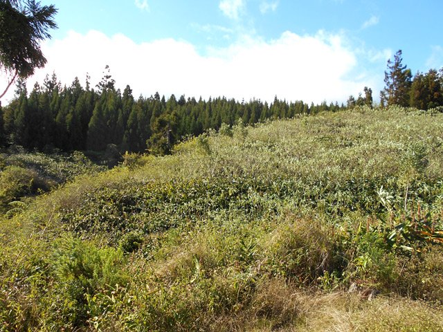 La campagne envahie de bringeliers et de longoses
