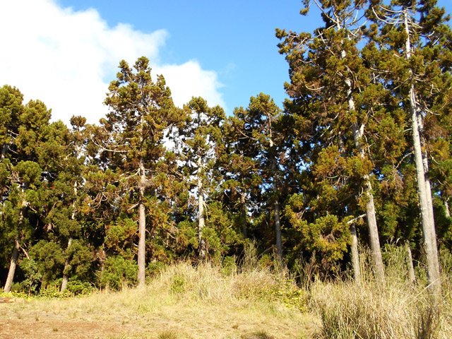 Transition de la piste entre herbe et terre
