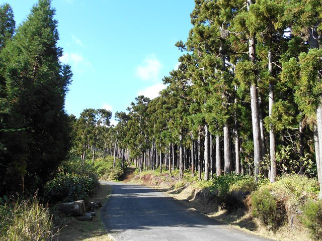 Remontée de la route en longeant la forêt de cryptomerias