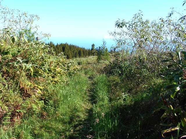Bringeliers et fougères bordent la piste à l'approche du kiosque