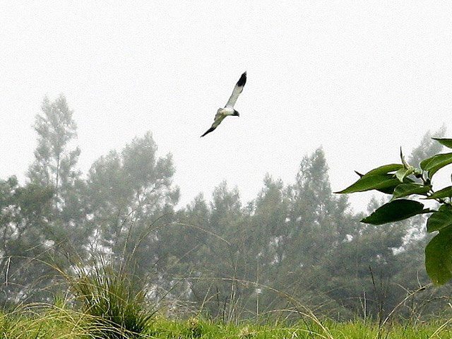 Passage d'un papangue mâle