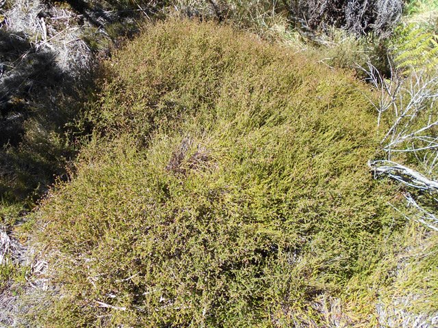 Le thym marron occupe une grande part des plantes couvre sol