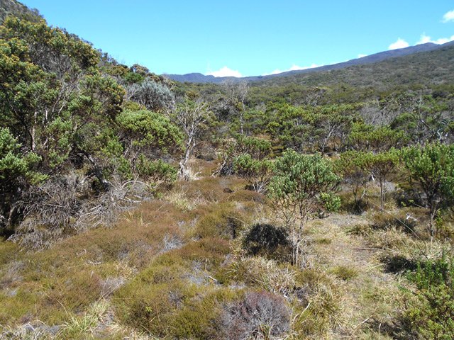 Le sentier se poursuit , toujours à plat, vers la mare principale
