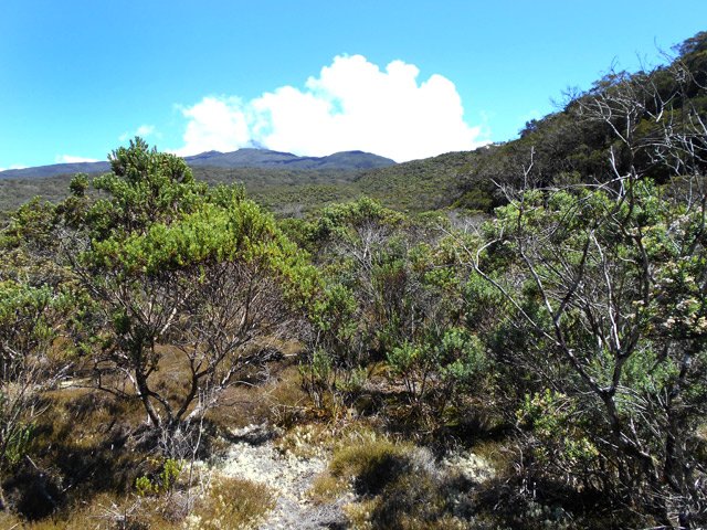 Une idée de la végétation qui dépasse de la lande