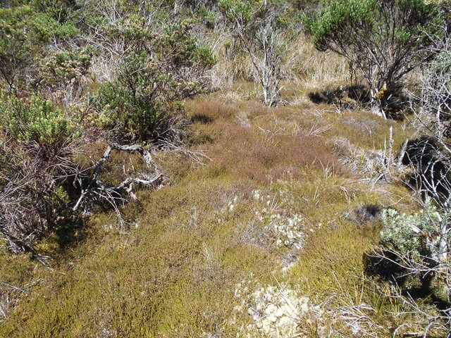 Rester sur le sentier pour éviter de fouler ce thym marron