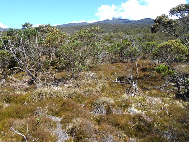 Le sol, souvent humide, empêche les arbres de pousser sereinement