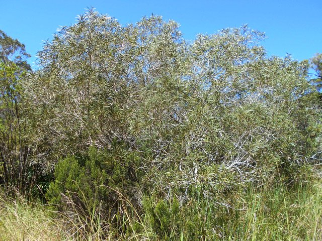 Quelques tamarins des Hauts poussent également en ces lieux