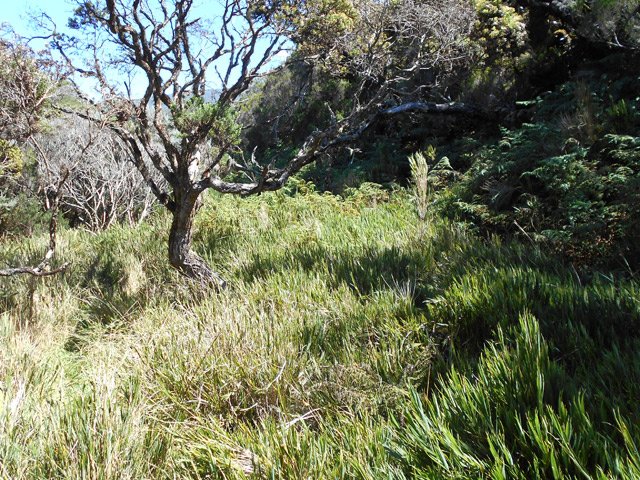 On ne perd même pas le sentier dans ce petit champ de courts bambous