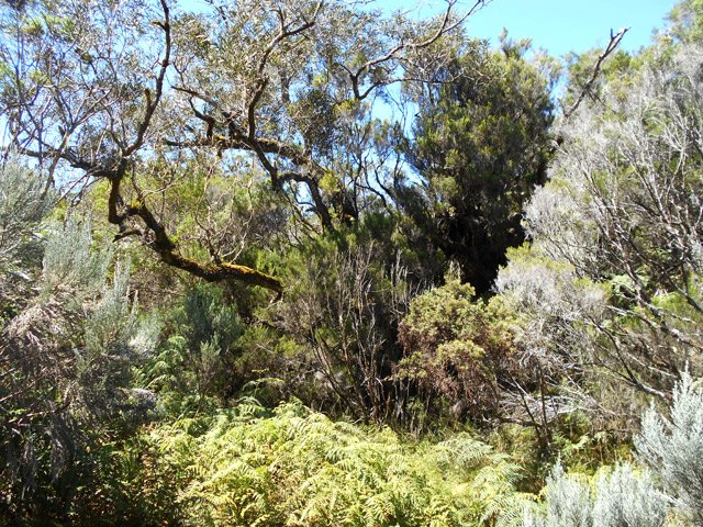 Fougères sous des tamarins aimant l'humidité