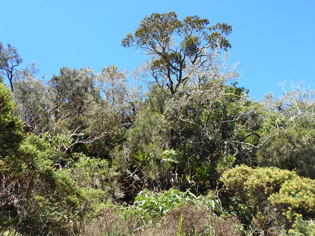 Les flancs très touffus du Piton des Trois Mares
