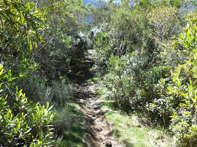 ... suivi d'un plus étroit dans la même végétation