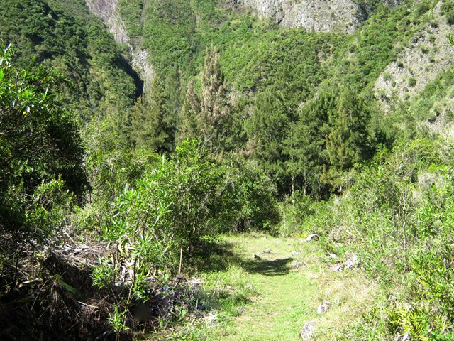 Les filaos sont de plus en plus présents dans cette zone plus basse