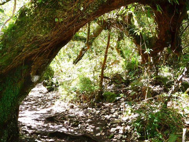 Une autre dans la belle forêt de bois de couleurs