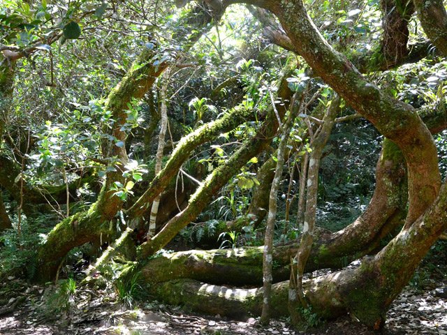 Beaucoup d'arbres tortueux dans cette partie plate mais de quoi s'asseoir
