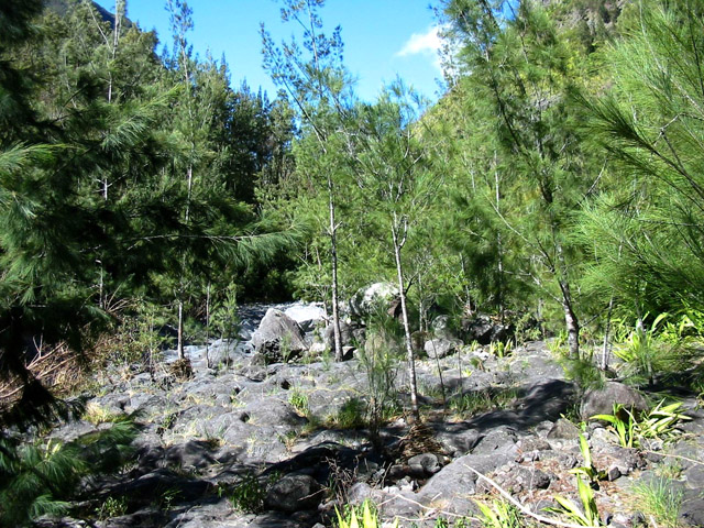 Cheminement sur les basaltes colonisés par les filaos