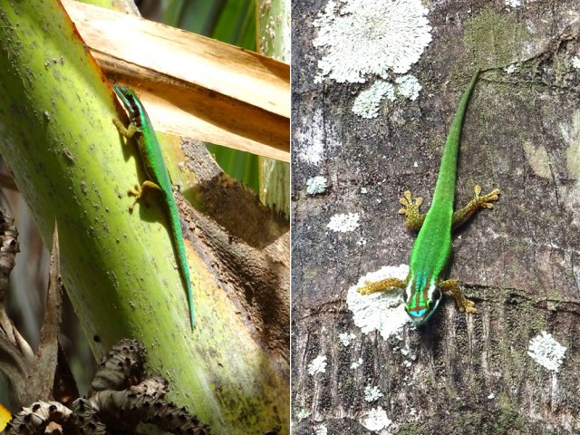 Ne pas hésiter à rechercher le fameux gecko