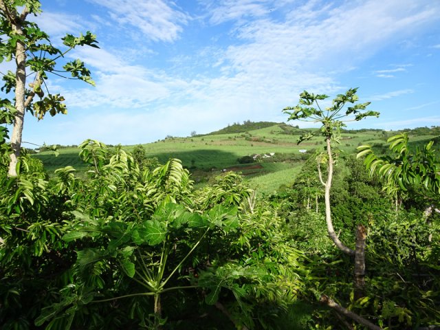 Une campagne principalement occupée par la canne et quelques fruitiers