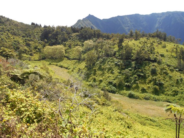 Le cœur du cratère envahi totalement par la vigne