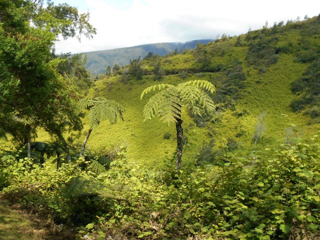 Le sentier emprunté vu depuis les platanes