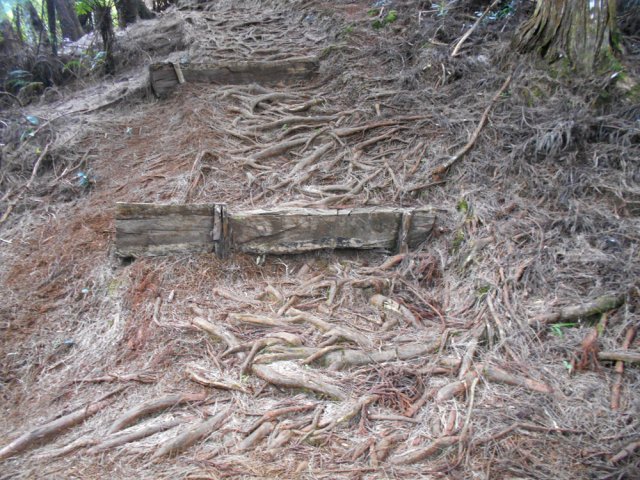 Les racines de cryptomerias ont envahi le sentier jusqu'à le recouvrir