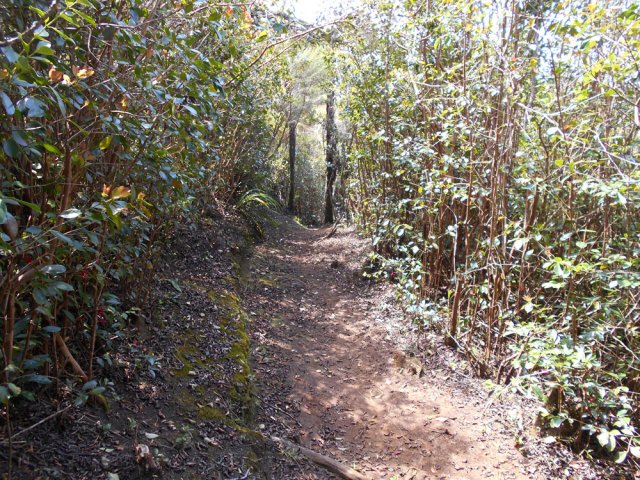 La première partie s'effectue à l'ombre des goyaviers