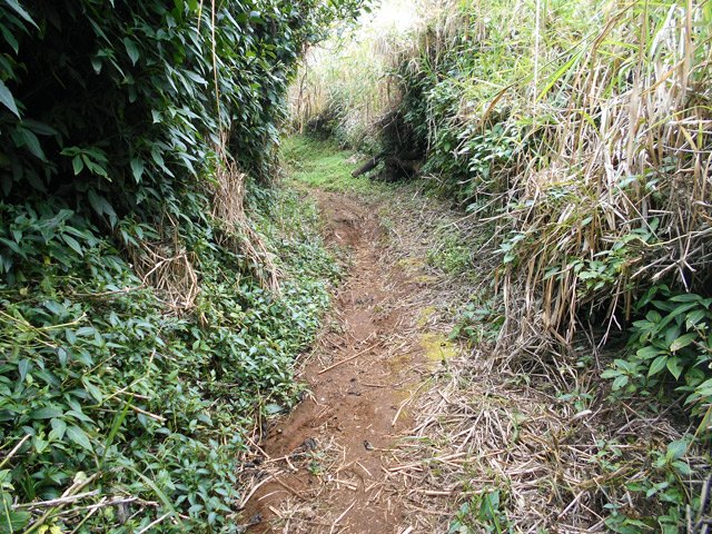 Le Chemin de la Croizure, terreux en fin de descente