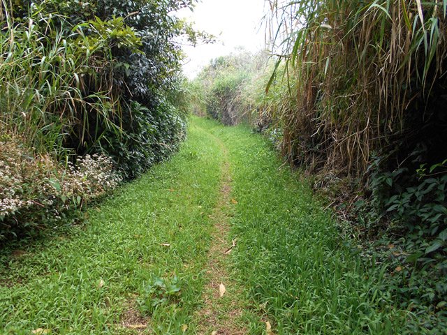 Le chemin de la Croizure dans sa partie piste herbeuse