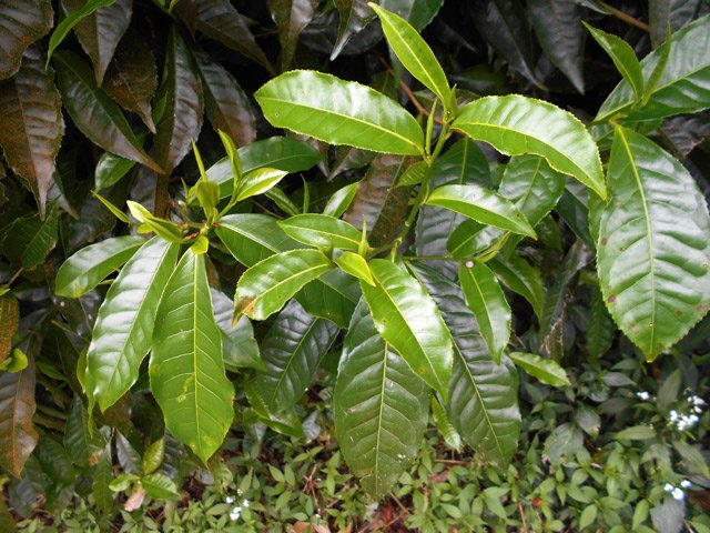 La région de Grand Coude offre partout des pieds de thé, principalement sur ce circuit