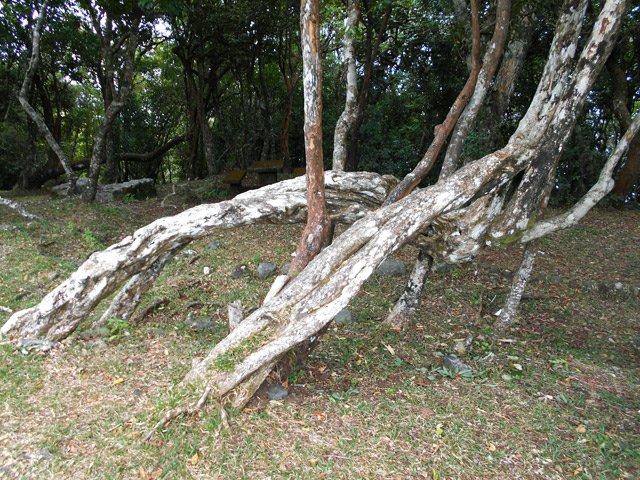Un beau bois maigre au début de l'aire de pique-nique (amont)