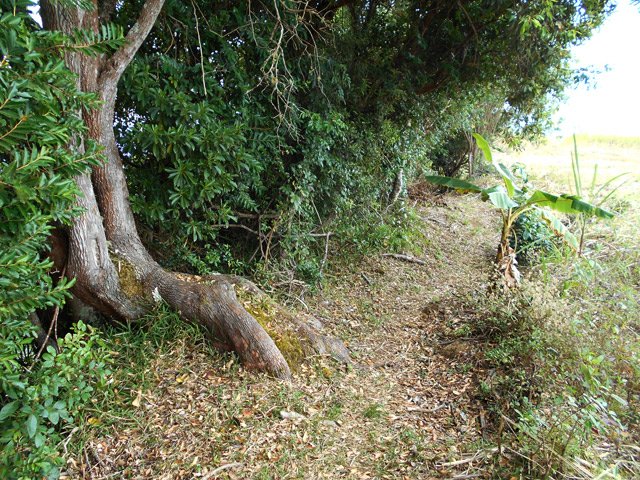 Un tronc tordu de bois de rempart sur le sentier d'approche du sentier Bérénice