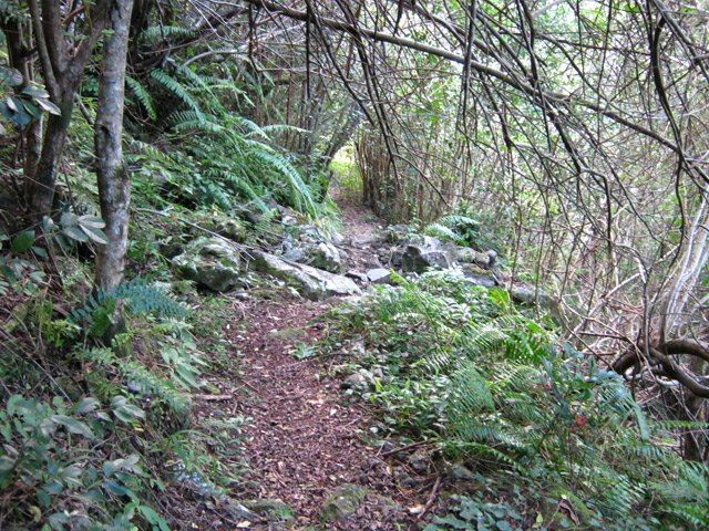 Une portion facile du sentier Bérénice