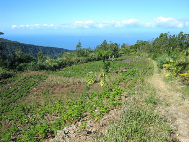 La piste longe des champs de géraniums rosa