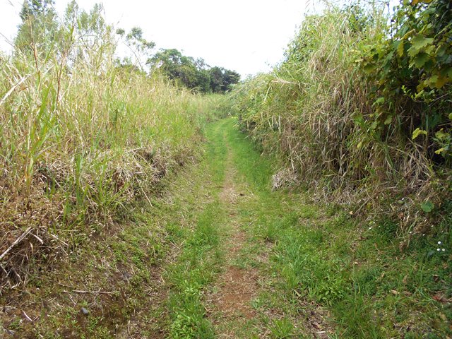 Ce sont ces cannes fourragères qui ferment si vite la piste
