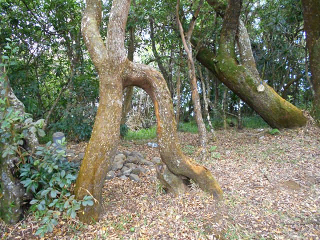 Quand deux troncs se rencontrent et restent trop longtemps à se toucher