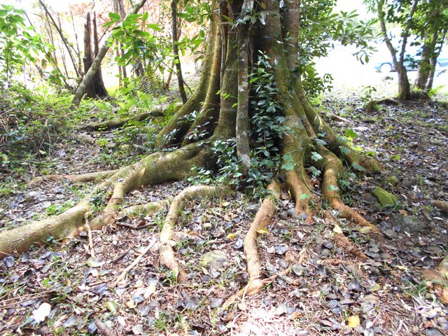 Quelques beaux spécimens près de l'aire de repos