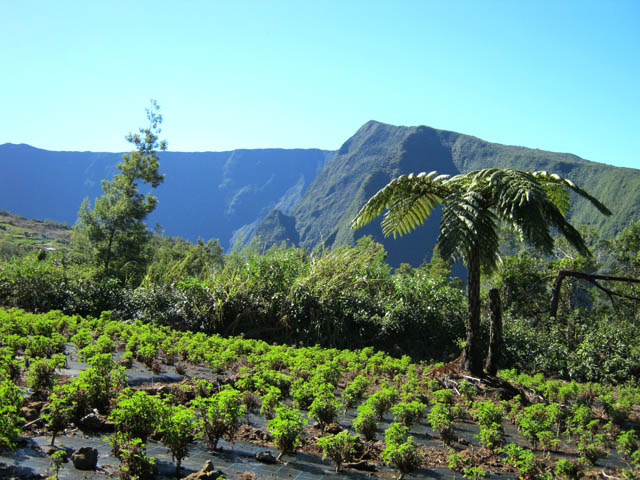 Autre plantation de géranium