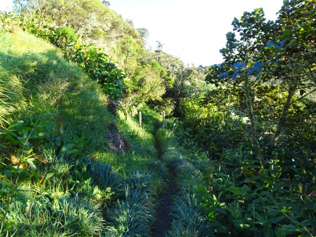 Les premiers mètres du sentier sont étroits