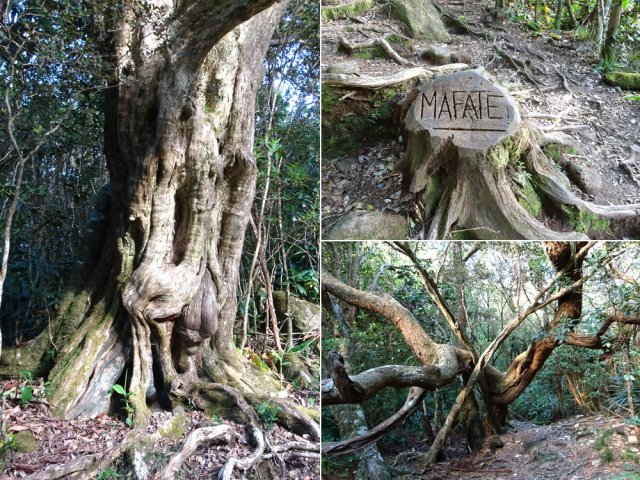 Le plateau de la Sale pour amateurs de morceaux de bois