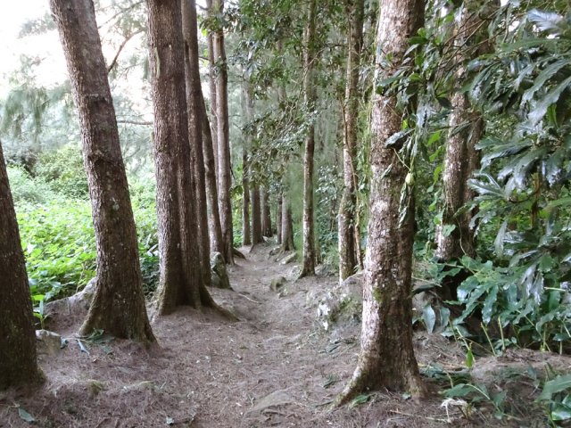 Descente sous les filaos à partir du Captage >Grimaud