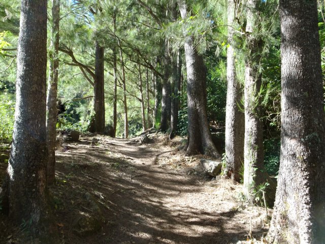 Toujours autant de filaos en arrivant à l'Îlet à Malheur les Hauts
