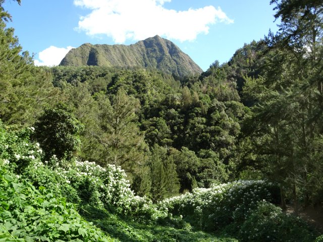 Descente vers le Bras Bémale dans une verdure importante