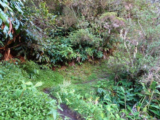 La végétation bordant le sentier est très touffue