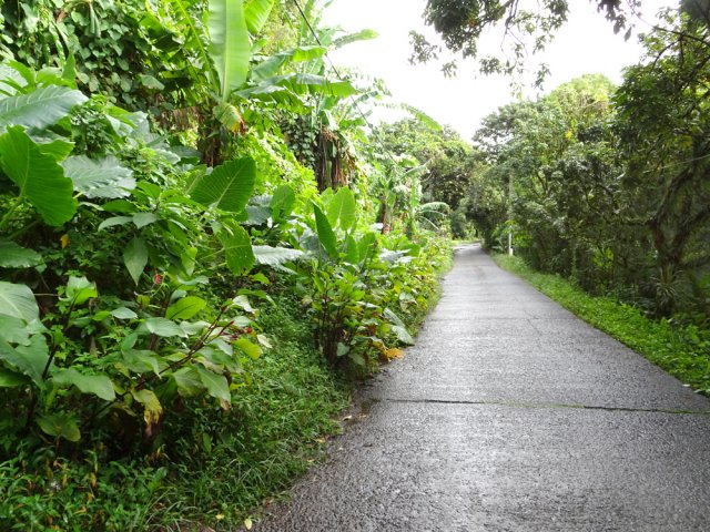 Peu de circulation sur la route étroite de l'Îlet Coco