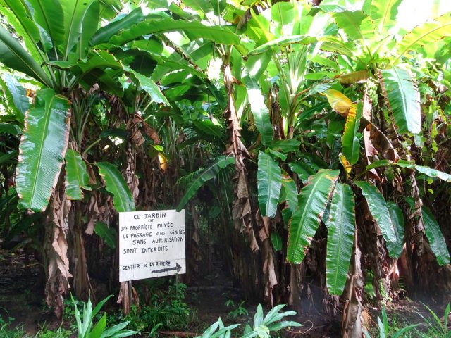 Repérer le panneau dans les bananiers en bas de la descente