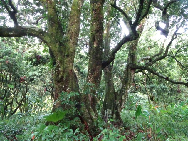 Un gros letchi parmi les centaines de la balade