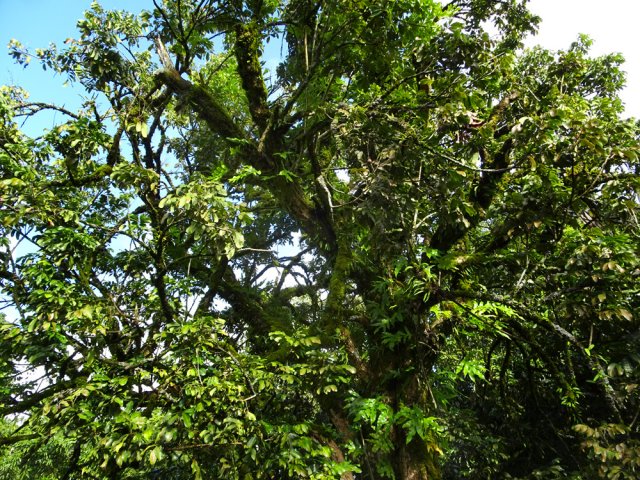 Un longani totalement recouvert de mousses et de fougères